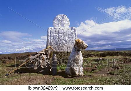 Stock Image - "Fox Terrier at Fat Bessy's Cross, North York Moors National Park, North Yorkshire, England, United Kingdom, Europe". Fotosearch