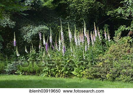 Stock Image - "Foxglove (Digitalis purpurea), Berggarten, Herrenhausen, Hanover, Lower Saxony, Germany, Europe". Fotosearch