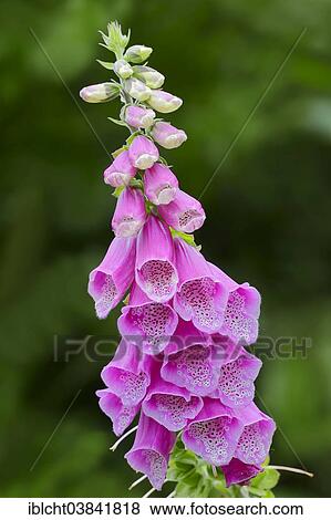 "Foxglove (Digitalis purpurea), inflorescence, North Rhine-Westphalia, Germany, Europe" View Large Photo Image Stock Photo - "Foxglove (Digitalis purpurea), inflorescence, North Rhine-Westphalia, Germany, Europe". Fotosearch