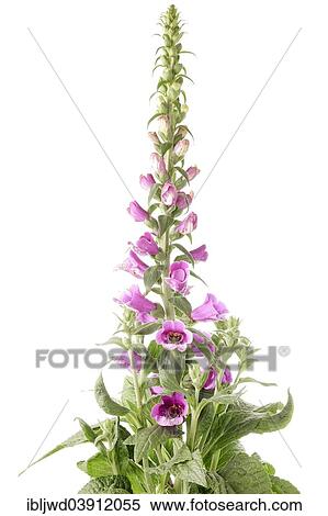 Stock Photography - Foxglove (Digitalis purpurea). Fotosearch