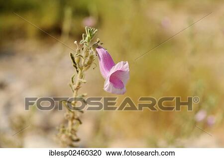 Stock Image - "Foxglove (Digitalis purpurea), Tsisab Gorge, Brandberg, Damaraland, Namibia, Africa". Fotosearch