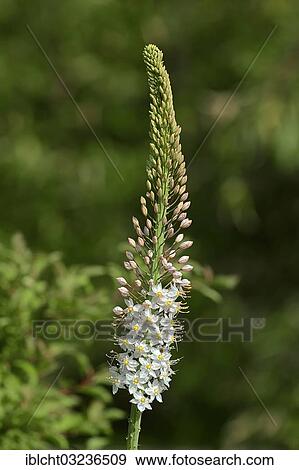 "Foxtail Lily (Eremurus robustus), occurrence in Asia, North Rhine-Westphalia, Germany, Europe" View Large Photo Image Stock Photo - "Foxtail Lily (Eremurus robustus), occurrence in Asia, North Rhine-Westphalia, Germany, Europe". Fotosearch