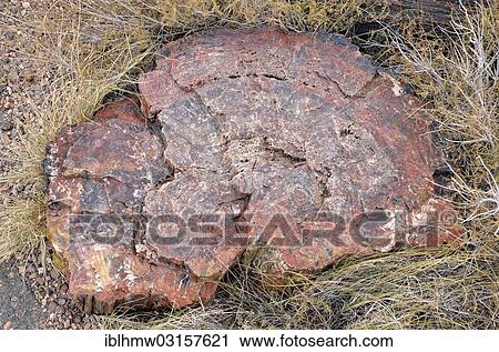 "Fragment of a silicified tree trunk, Crystal Forest, Petrified Forest National Park, Painted Desert, Holbrook, Arizona, United States, North America" View Large Photo Image Stock Image - "Fragment of a silicified tree trunk, Crystal Forest, Petrified Forest National Park, Painted Desert, Holbrook, Arizona, United States, North America". Fotosearch