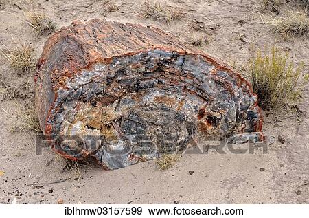 Stock Photo - "Fragment of a silicified tree trunk, Crystal Forest, Petrified Forest National Park, Painted Desert, Holbrook, Arizona, United States, North America". Fotosearch