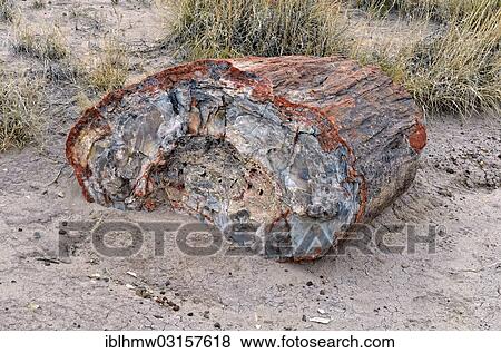 "Fragment of a silicified tree trunk, Crystal Forest, Petrified Forest National Park, Painted Desert, Holbrook, Arizona, United States, North America" View Large Photo Image Stock Photo - "Fragment of a silicified tree trunk, Crystal Forest, Petrified Forest National Park, Painted Desert, Holbrook, Arizona, United States, North America". Fotosearch
