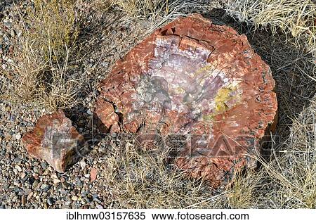 "Fragment of a silicified tree trunk, Crystal Forest, Petrified Forest National Park, Painted Desert, Holbrook, Arizona, United States, North America" View Large Photo Image Stock Photography - "Fragment of a silicified tree trunk, Crystal Forest, Petrified Forest National Park, Painted Desert, Holbrook, Arizona, United States, North America". Fotosearch