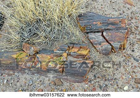 "Fragments of a silicified tree trunk, Crystal Forest, Petrified Forest National Park, Painted Desert, Holbrook, Arizona, United States, North America" View Large Photo Image Stock Image - "Fragments of a silicified tree trunk, Crystal Forest, Petrified Forest National Park, Painted Desert, Holbrook, Arizona, United States, North America". Fotosearch