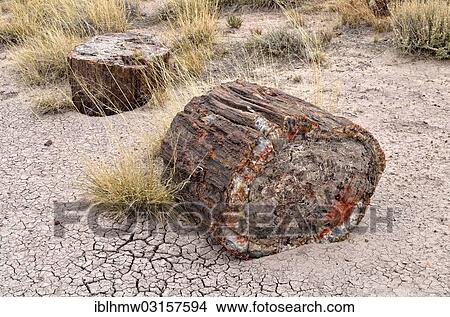 "Fragments of silicified tree trunks, Crystal Forest, Petrified Forest National Park, Painted Desert, Arizona, United States, North America" View Large Photo Image Picture - "Fragments of silicified tree trunks, Crystal Forest, Petrified Forest National Park, Painted Desert, Arizona, United States, North America". Fotosearch