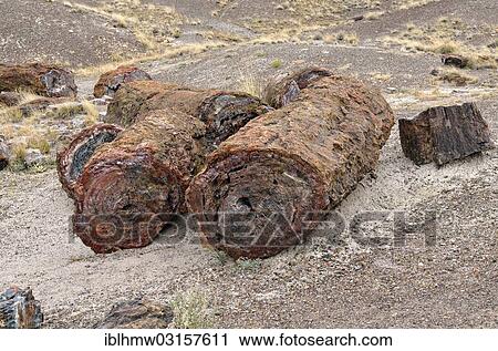 "Fragments of silicified tree trunks, Crystal Forest, Petrified Forest National Park, Painted Desert, Holbrook, Arizona, United States, North America" View Large Photo Image Stock Image - "Fragments of silicified tree trunks, Crystal Forest, Petrified Forest National Park, Painted Desert, Holbrook, Arizona, United States, North America". Fotosearch