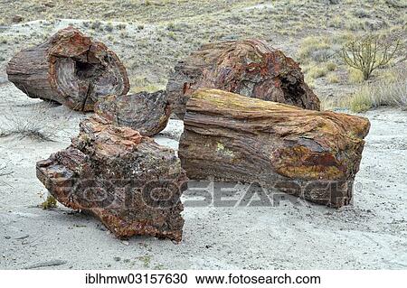 "Fragments of silicified tree trunks, Crystal Forest, Petrified Forest National Park, Painted Desert, Holbrook, Arizona, United States, North America" View Large Photo Image Stock Image - "Fragments of silicified tree trunks, Crystal Forest, Petrified Forest National Park, Painted Desert, Holbrook, Arizona, United States, North America". Fotosearch
