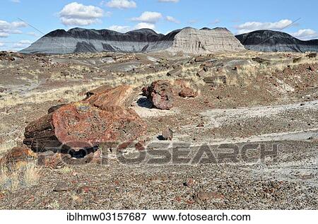 "Fragments of silicified tree trunks, Crystal Forest, Petrified Forest National Park, Painted Desert, Holbrook, Arizona, United States, North America" View Large Photo Image Stock Photo - "Fragments of silicified tree trunks, Crystal Forest, Petrified Forest National Park, Painted Desert, Holbrook, Arizona, United States, North America". Fotosearch