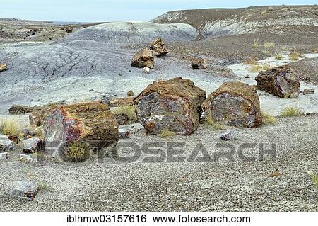 "Fragments of silicified tree trunks, Crystal Forest, Petrified Forest National Park, Painted Desert, Holbrook, Arizona, United States, North America" View Large Photo Image Stock Photograph - "Fragments of silicified tree trunks, Crystal Forest, Petrified Forest National Park, Painted Desert, Holbrook, Arizona, United States, North America". Fotosearch