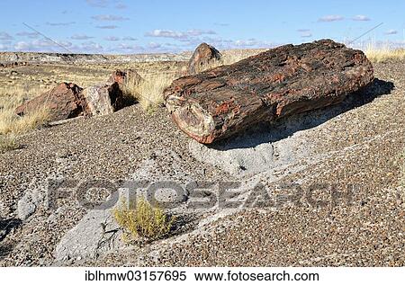 "Fragments of silicified tree trunks, Crystal Forest, Petrified Forest National Park, Painted Desert, Holbrook, Arizona, United States, North America" View Large Photo Image Stock Photography - "Fragments of silicified tree trunks, Crystal Forest, Petrified Forest National Park, Painted Desert, Holbrook, Arizona, United States, North America". Fotosearch