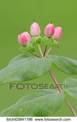 "Fragrance free St. John's Wort or Tall Tutsan (Hypericum x inodorum), fruits, North Rhine-Westphalia, Germany, Europe" View Large Photo Image Stock Photograph - "Fragrance free St. John's Wort or Tall Tutsan (Hypericum x inodorum), fruits, North Rhine-Westphalia, Germany, Europe". Fotosearch