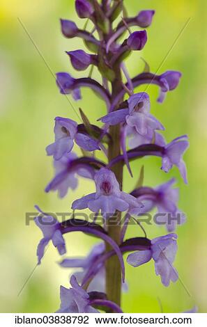 "Fragrant orchid (Gymnadenia conopsea), Tyrol, Austria, Europe" View Large Photo Image Stock Image - "Fragrant orchid (Gymnadenia conopsea), Tyrol, Austria, Europe". Fotosearch