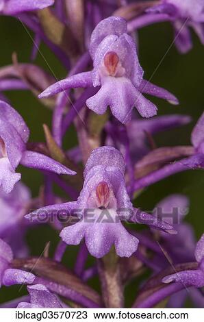 Stock Image - "Fragrant Orchid (Gymnadenia conopsea), flowers, Berger Hang nature reserve, Hesse, Germany, Europe". Fotosearch