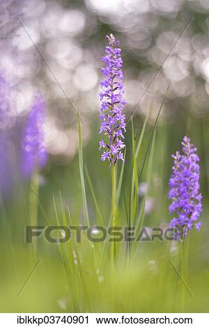 "Fragrant orchid (Gymnadenia conopsea) in a marsh area, Saxony-Anhalt, Germany, Europe" View Large Photo Image Stock Image - "Fragrant orchid (Gymnadenia conopsea) in a marsh area, Saxony-Anhalt, Germany, Europe". Fotosearch