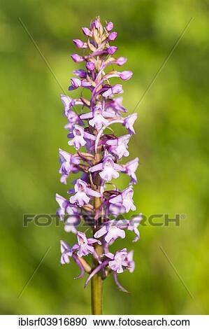 "Fragrant Orchid (Gymnadenia conopsea), Habichtswald Natural Park, Hesse, Germany, Europe" View Large Photo Image Stock Image - "Fragrant Orchid (Gymnadenia conopsea), Habichtswald Natural Park, Hesse, Germany, Europe". Fotosearch
