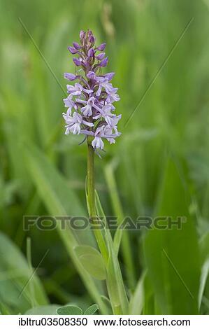 "Fragrant Orchid (Gymnadenia conopsea), flowering, High Tauern National Park, Austria, Europe" View Large Photo Image Stock Image - "Fragrant Orchid (Gymnadenia conopsea), flowering, High Tauern National Park, Austria, Europe". Fotosearch