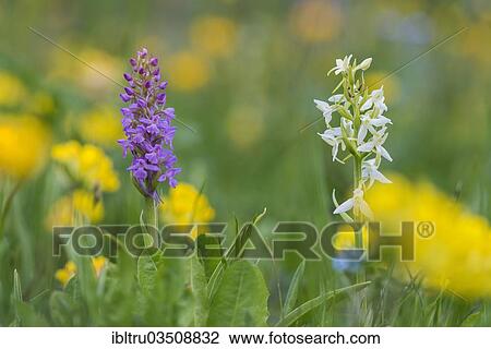 "Fragrant Orchid (Gymnadenia conopsea) and Lesser Butterfly Orchid (Platanthera bifolia), flowering, High Tauern National Park, Austria, Europe" View Large Photo Image Stock Image - "Fragrant Orchid (Gymnadenia conopsea) and Lesser Butterfly Orchid (Platanthera bifolia), flowering, High Tauern National Park, Austria, Europe". Fotosearch