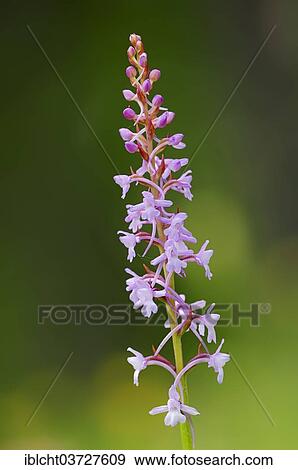 "Fragrant Orchid (Gymnadenia conopsea), Nationalpark Berchtesgaden, Berchtesgadener Land District, Upper Bavaria, Bavaria, Germany, Europe" View Large Photo Image Stock Photo - "Fragrant Orchid (Gymnadenia conopsea), Nationalpark Berchtesgaden, Berchtesgadener Land District, Upper Bavaria, Bavaria, Germany, Europe". Fotosearch
