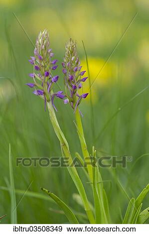 "Fragrant Orchid (Gymnadenia conopsea), flowering, High Tauern National Park, Austria, Europe" View Large Photo Image Stock Photo - "Fragrant Orchid (Gymnadenia conopsea), flowering, High Tauern National Park, Austria, Europe". Fotosearch