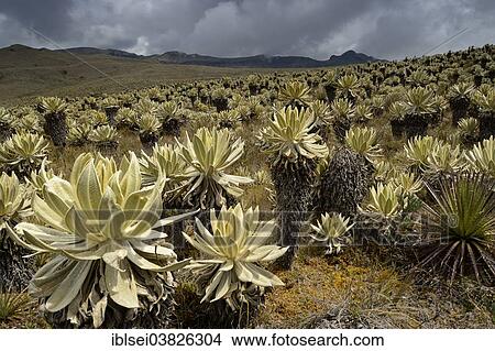 "Frailejon or Fraylejon (Espeletia pycnophylla) plants in the paramo landscape, Guandera, Imbabura, Ecuador, South America" View Large Photo Image Picture - "Frailejon or Fraylejon (Espeletia pycnophylla) plants in the paramo landscape, Guandera, Imbabura, Ecuador, South America". Fotosearch