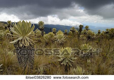"Frailejon or Fraylejon (Espeletia pycnophylla) plants in the paramo landscape, Guandera, Imbabura, Ecuador, South America" View Large Photo Image Stock Image - "Frailejon or Fraylejon (Espeletia pycnophylla) plants in the paramo landscape, Guandera, Imbabura, Ecuador, South America". Fotosearch