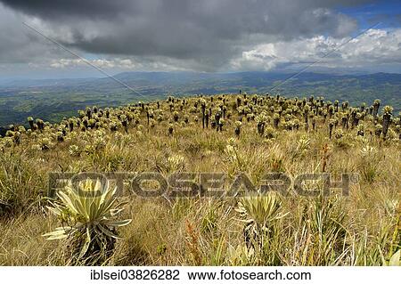 "Frailejon or Fraylejon (Espeletia pycnophylla) plants in the paramo landscape, Guandera, Imbabura, Ecuador, South America" View Large Photo Image Stock Image - "Frailejon or Fraylejon (Espeletia pycnophylla) plants in the paramo landscape, Guandera, Imbabura, Ecuador, South America". Fotosearch