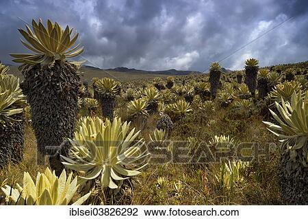 "Frailejon or Fraylejon (Espeletia pycnophylla) plants in the paramo landscape, Guandera, Imbabura, Ecuador, South America" View Large Photo Image Stock Image - "Frailejon or Fraylejon (Espeletia pycnophylla) plants in the paramo landscape, Guandera, Imbabura, Ecuador, South America". Fotosearch