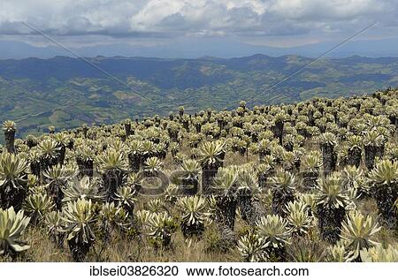 "Frailejon or Fraylejon (Espeletia pycnophylla) plants in the paramo landscape, Guandera, Imbabura, Ecuador, South America" View Large Photo Image Stock Image - "Frailejon or Fraylejon (Espeletia pycnophylla) plants in the paramo landscape, Guandera, Imbabura, Ecuador, South America". Fotosearch