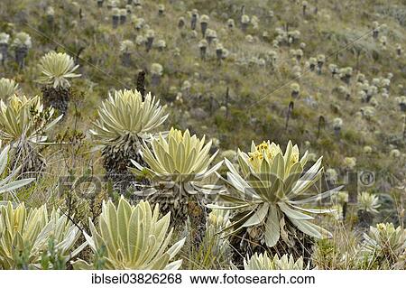 Stock Photo - "Frailejon or Fraylejon (Espeletia pycnophylla) plants in the paramo landscape, Guandera, Imbabura, Ecuador, South America". Fotosearch