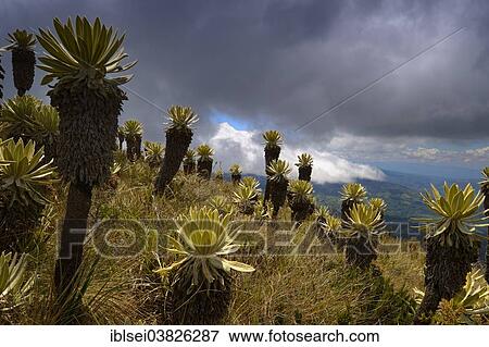 "Frailejon or Fraylejon (Espeletia pycnophylla) plants in the paramo landscape, Guandera, Imbabura, Ecuador, South America" View Large Photo Image Stock Photo - "Frailejon or Fraylejon (Espeletia pycnophylla) plants in the paramo landscape, Guandera, Imbabura, Ecuador, South America". Fotosearch