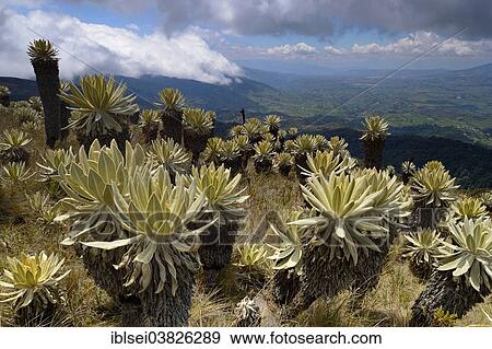 "Frailejon or Fraylejon (Espeletia pycnophylla) plants in the paramo landscape, Guandera, Imbabura, Ecuador, South America" View Large Photo Image Stock Photo - "Frailejon or Fraylejon (Espeletia pycnophylla) plants in the paramo landscape, Guandera, Imbabura, Ecuador, South America". Fotosearch