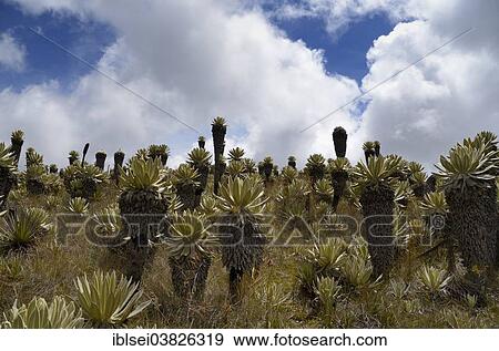 "Frailejon or Fraylejon (Espeletia pycnophylla) plants in the paramo landscape, Guandera, Imbabura, Ecuador, South America" View Large Photo Image Stock Photo - "Frailejon or Fraylejon (Espeletia pycnophylla) plants in the paramo landscape, Guandera, Imbabura, Ecuador, South America". Fotosearch