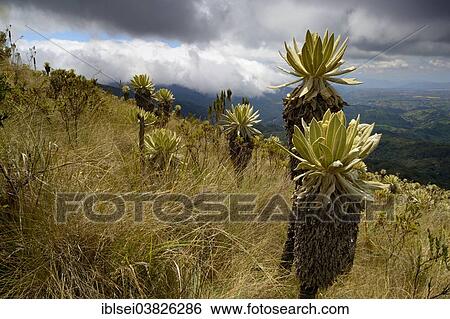 Stock Photograph - "Frailejon or Fraylejon (Espeletia pycnophylla) plants in the paramo landscape, Guandera, Imbabura, Ecuador, South America". Fotosearch