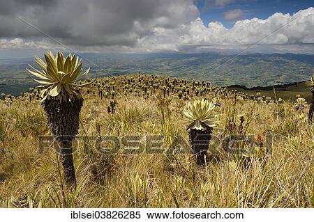 "Frailejon or Fraylejon (Espeletia pycnophylla) plants in the paramo landscape, Guandera, Imbabura, Ecuador, South America" View Large Photo Image Stock Photography - "Frailejon or Fraylejon (Espeletia pycnophylla) plants in the paramo landscape, Guandera, Imbabura, Ecuador, South America". Fotosearch