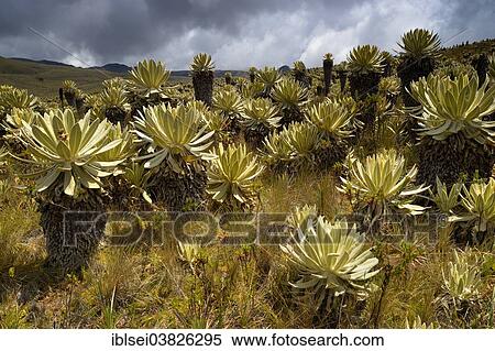 Stock Photography - "Frailejon or Fraylejon (Espeletia pycnophylla) plants in the paramo landscape, Guandera, Imbabura, Ecuador, South America". Fotosearch