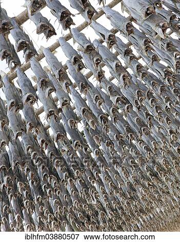 "Framework with stockfish, Vestvagoy, Lofoten, Nordland, Northern Norway, Norway, Europe" View Large Photo Image Stock Photo - "Framework with stockfish, Vestvagoy, Lofoten, Nordland, Northern Norway, Norway, Europe". Fotosearch