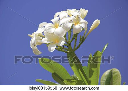 "Frangipani (Plumeria) flowers, Rub al Khali, Emirate of Abu Dhabi, United Arab Emirates, Asia" View Large Photo Image Stock Photo - "Frangipani (Plumeria) flowers, Rub al Khali, Emirate of Abu Dhabi, United Arab Emirates, Asia". Fotosearch