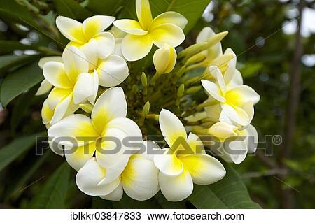 "Frangipani (Plumeria sp. ), flower, La Palma, Canary Islands, Spain, Europe" View Large Photo Image Stock Image - "Frangipani (Plumeria sp. ), flower, La Palma, Canary Islands, Spain, Europe". Fotosearch