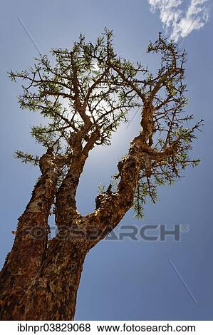 "Frankincense or Olibanum-tree (Boswellia sacra), Wadi Dawqah or Dawkah, Dhofar region, Sultanate of Oman, Arabian Peninsula" View Large Photo Image Stock Photo - "Frankincense or Olibanum-tree (Boswellia sacra), Wadi Dawqah or Dawkah, Dhofar region, Sultanate of Oman, Arabian Peninsula". Fotosearch