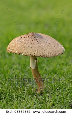 "Freckled Dapperling (Lepiota aspera), North Rhine-Westphalia, Germany, Europe" View Large Photo Image Stock Image - "Freckled Dapperling (Lepiota aspera), North Rhine-Westphalia, Germany, Europe". Fotosearch