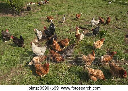 "Free-range Chickens and Ducks, Bavaria, Germany, Europe" View Large Photo Image Stock Photo - "Free-range Chickens and Ducks, Bavaria, Germany, Europe". Fotosearch