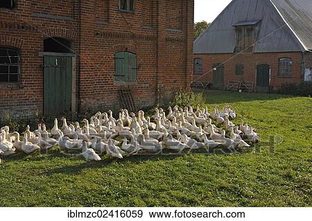 Stock Photo - Free-range mulard ducks in a meadow, stables built in 1920 at the back, Othenstorf estate organic farm, Othenstorf, Mecklenburg-Western Pomerania, Germany, Europe. Fotosearch