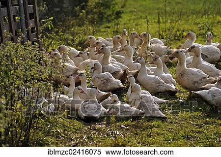 Free-range mulard ducks in a meadow, Othenstorf estate organic farm, Othenstorf, Mecklenburg-Western Pomerania, Germany, Europe View Large Photo Image Stock Photography - Free-range mulard ducks in a meadow, Othenstorf estate organic farm, Othenstorf, Mecklenburg-Western Pomerania, Germany, Europe. Fotosearch