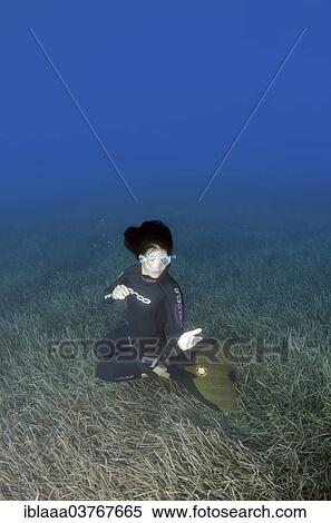 "Freediver, Aegean Sea, Greece, Europe" View Large Photo Image Stock Photography - "Freediver, Aegean Sea, Greece, Europe". Fotosearch