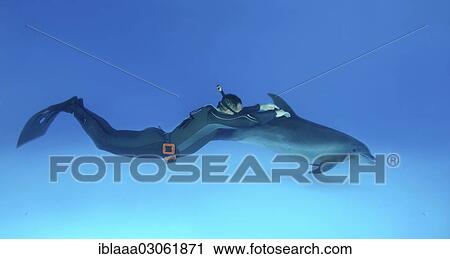 "Freediver and Bottlenose dolphin (Tursiops truncatus), Dolphinarium, Odessa, Odessa Oblast, Ukraine, Europe" View Large Photo Image Stock Image - "Freediver and Bottlenose dolphin (Tursiops truncatus), Dolphinarium, Odessa, Odessa Oblast, Ukraine, Europe". Fotosearch