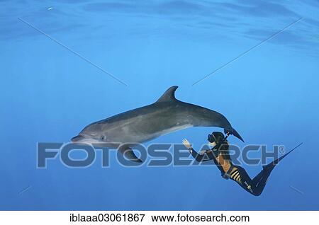 "Freediver and Bottlenose dolphin (Tursiops truncatus), Dolphinarium, Odessa, Odessa Oblast, Ukraine, Europe" View Large Photo Image Stock Photo - "Freediver and Bottlenose dolphin (Tursiops truncatus), Dolphinarium, Odessa, Odessa Oblast, Ukraine, Europe". Fotosearch