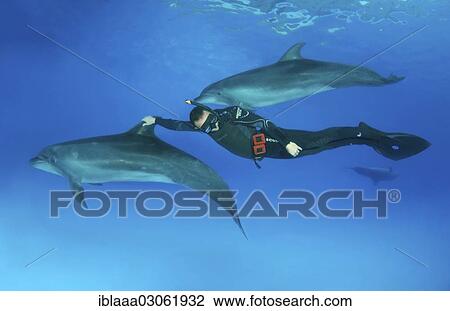 "Freediver and Bottlenose dolphins (Tursiops truncatus), Dolphinarium, Odessa, Odessa Oblast, Ukraine, Europe" View Large Photo Image Stock Image - "Freediver and Bottlenose dolphins (Tursiops truncatus), Dolphinarium, Odessa, Odessa Oblast, Ukraine, Europe". Fotosearch